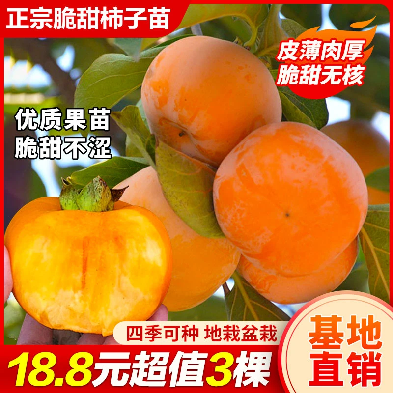 【3棵】脆甜柿子树果树苗庭院植物盆栽地栽南北方