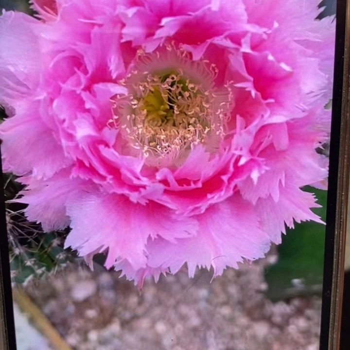 彩草羽毛3号侧芽2公分左右