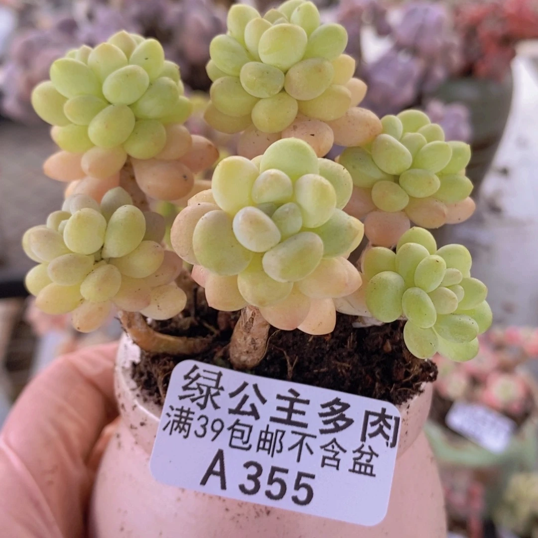 洛可可7cm355多肉植物