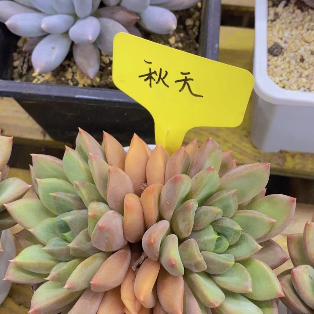马年见，来日方长，一单包邮