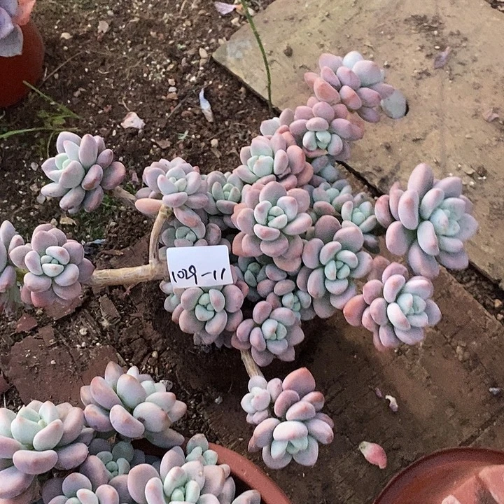 极***H多肉植物红洛神1029-11