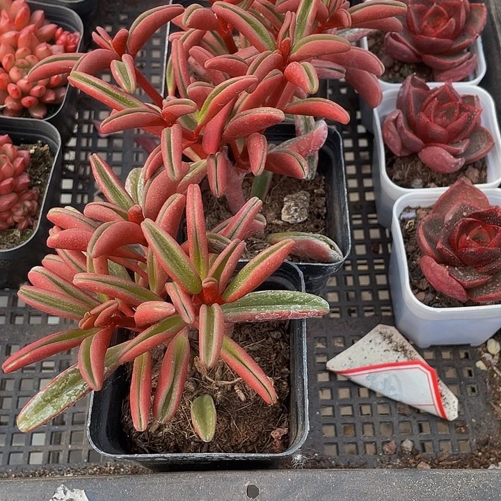 红背椒草带盆土发货