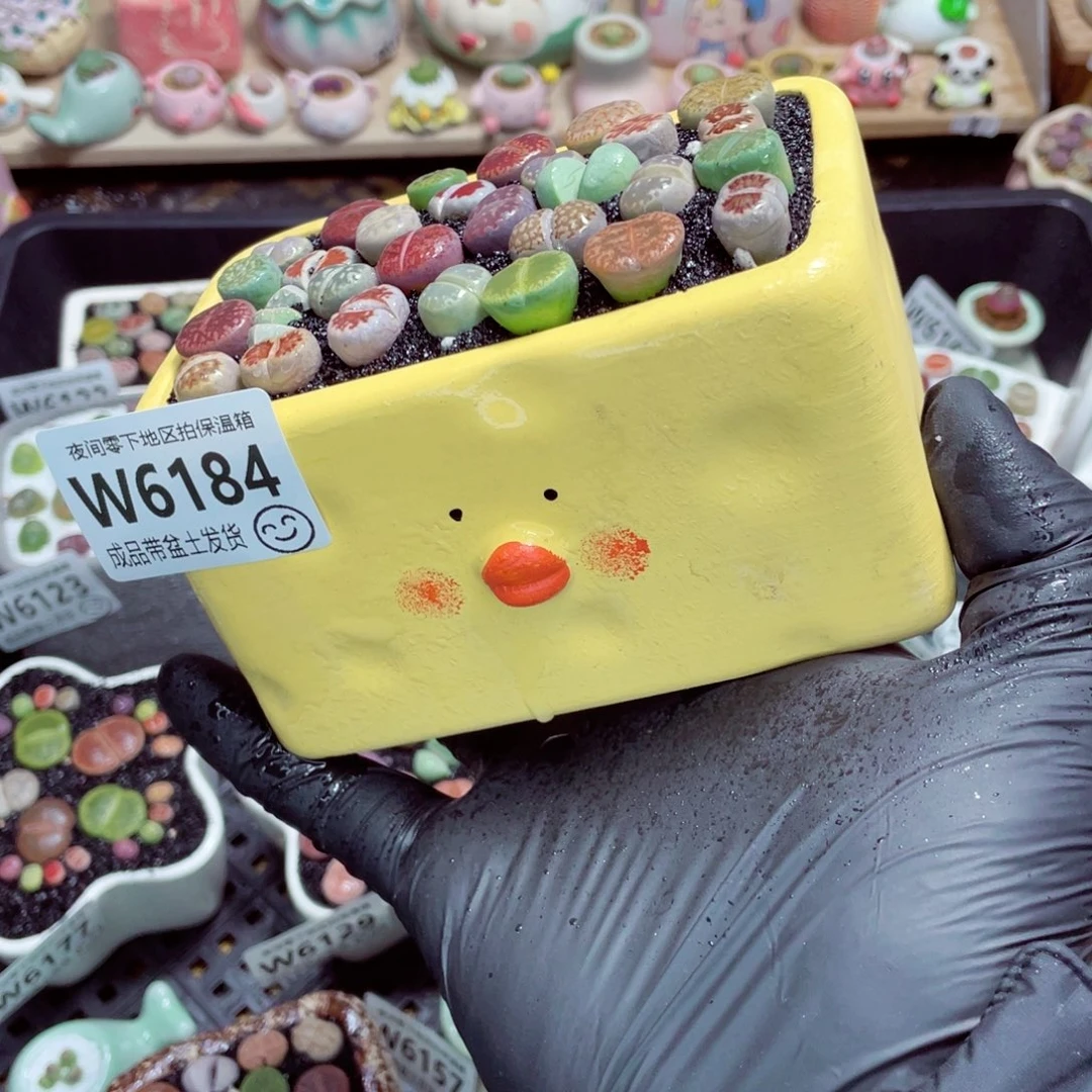 夜间零下地区拍保温箱w6184