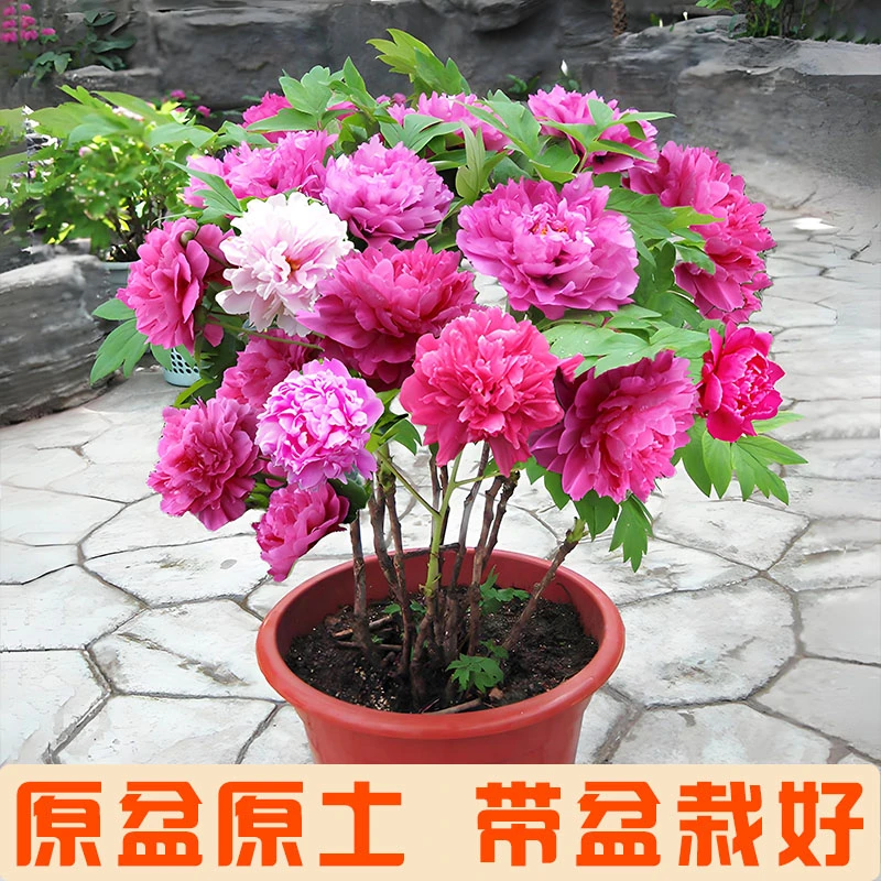 【顺丰发货】老盆养红宝石牡丹花原盆原土带花苞现货产地直发