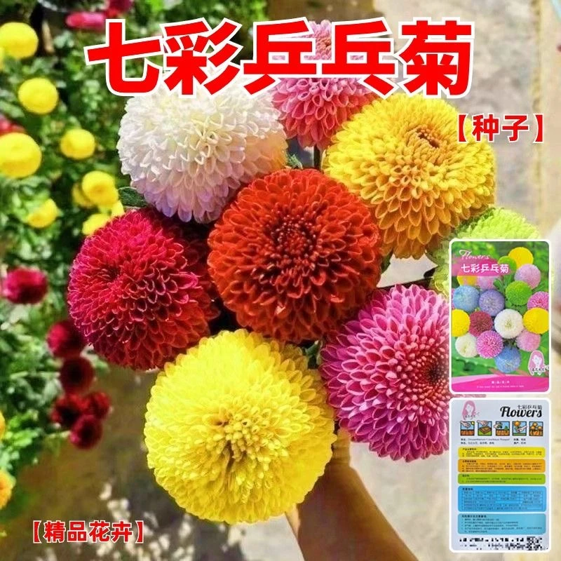 七彩乒乓菊花种子糖果菊种子球菊四季易种花期长糖果色盆栽花种子
