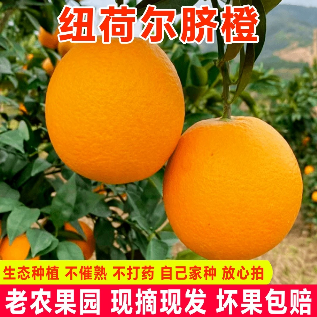 湖南怀化会同纽荷尔脐橙5斤橙子应季水果新鲜非江西赣南脐橙正宗