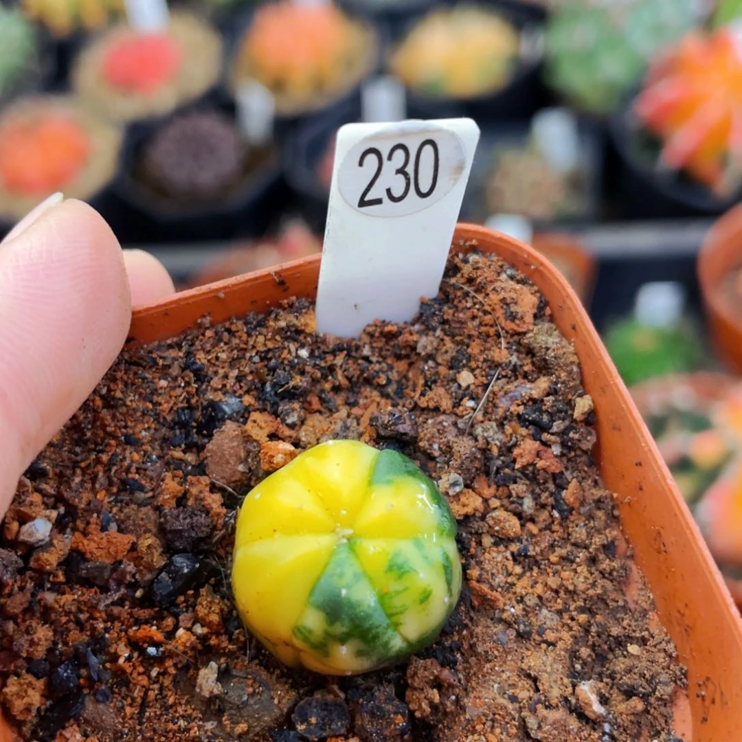 鸾凤兜锦1.8cm 盆5公分满25包邮裸根发货