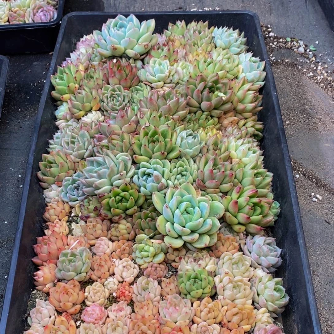 720的人在一起的时候我也