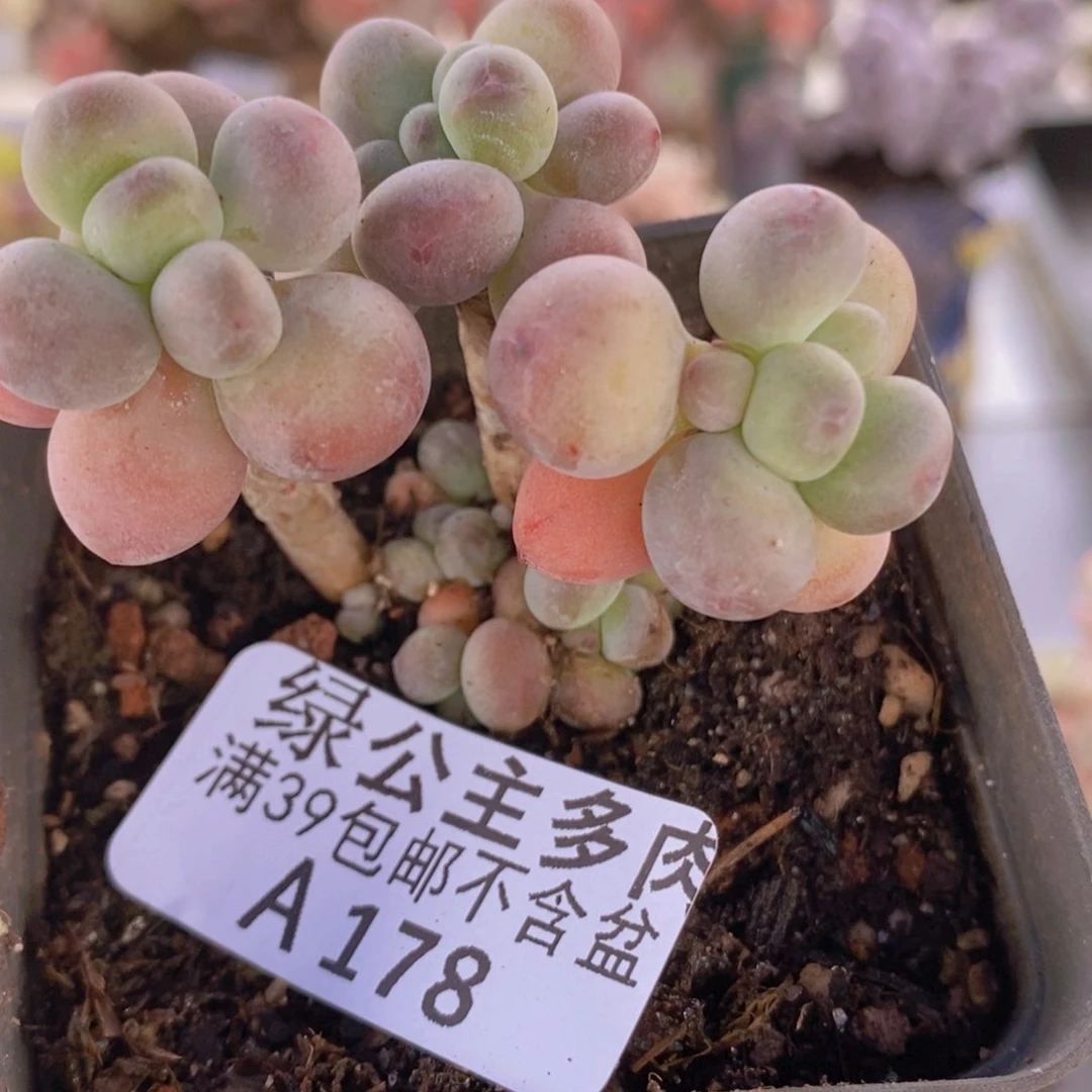 苹果奶5cm178多肉植物