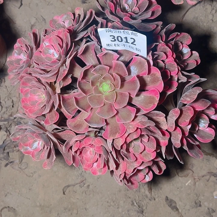 3012爱神多肉植物保护