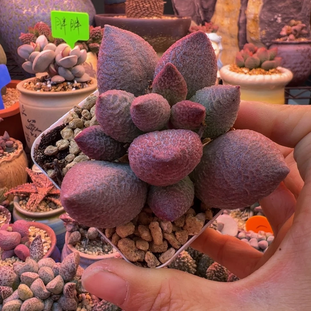 一物一拍，感谢支持