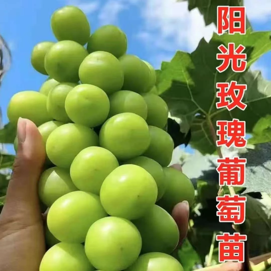 【阳光玫瑰葡萄树苗】葡萄苗盆栽地栽阳台庭院南北方四季种植果树苗