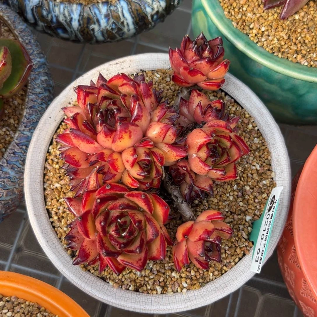 多肉一物一拍0210-63