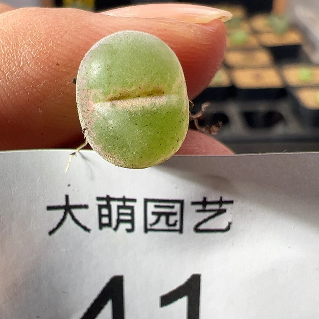 一物一拍。        41