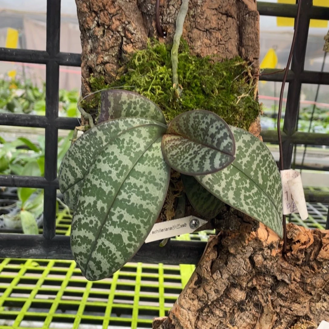 当前无花栽培后可以开花
