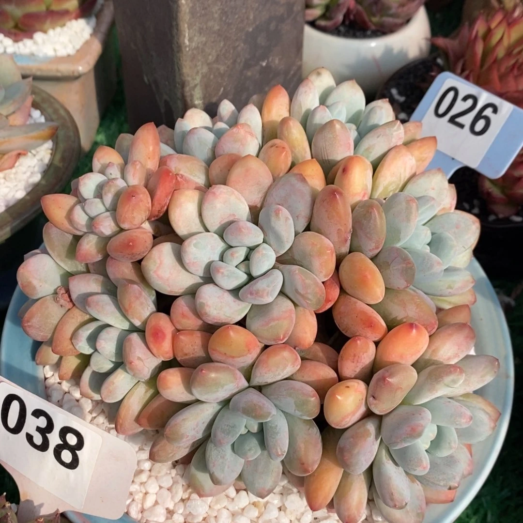 香水多肉植物盆栽