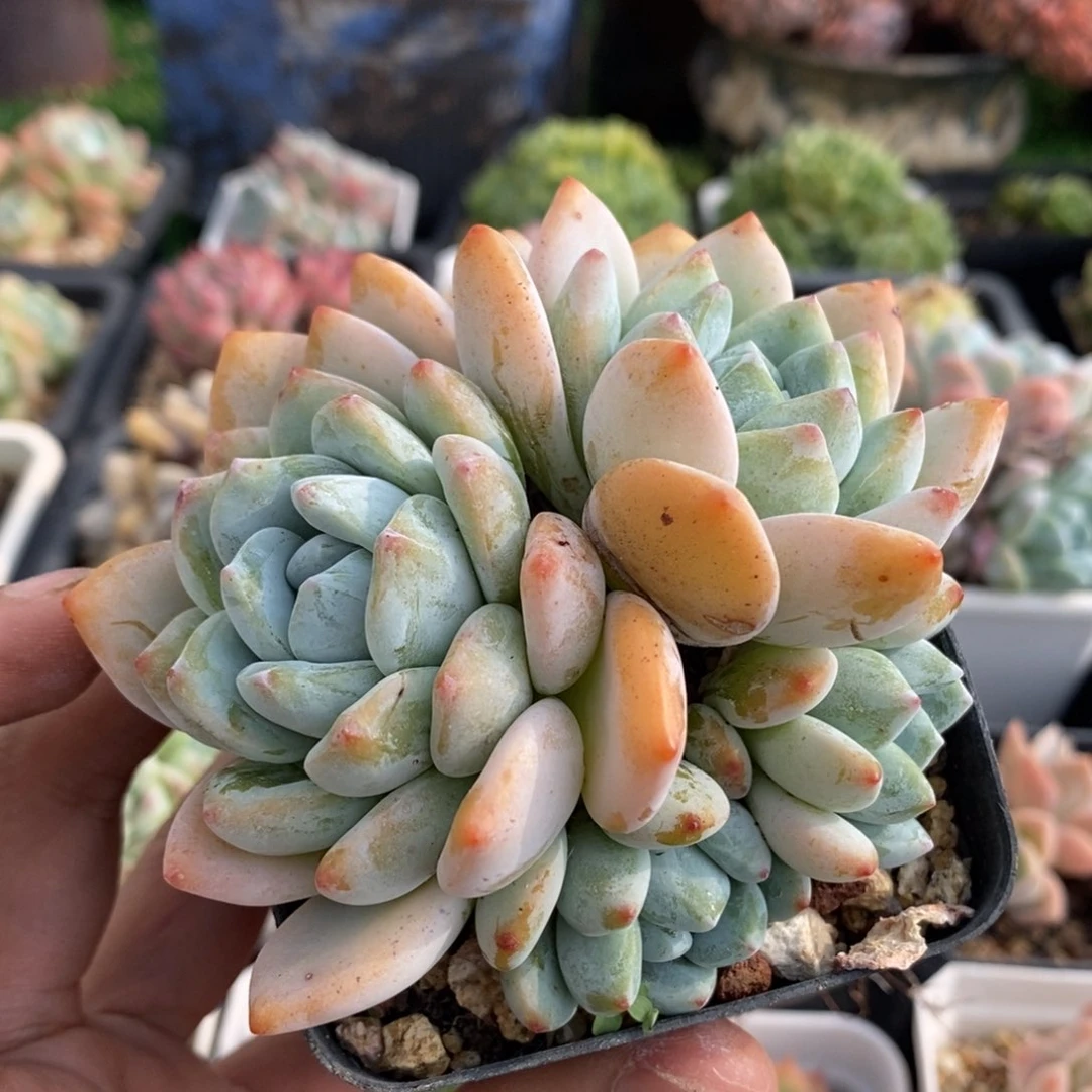 冷香小群控养一物一拍