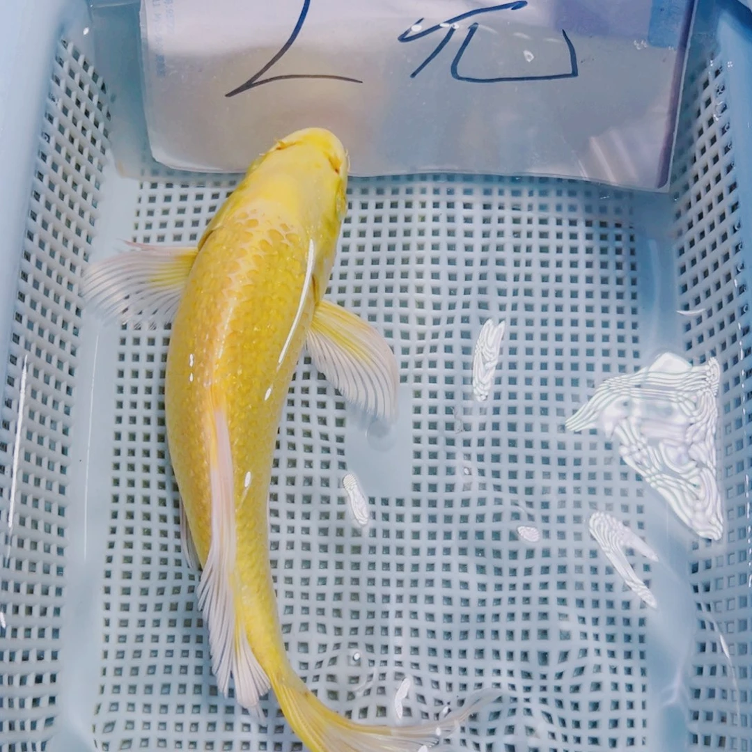 海水鱼锦鲤冷水观赏鱼