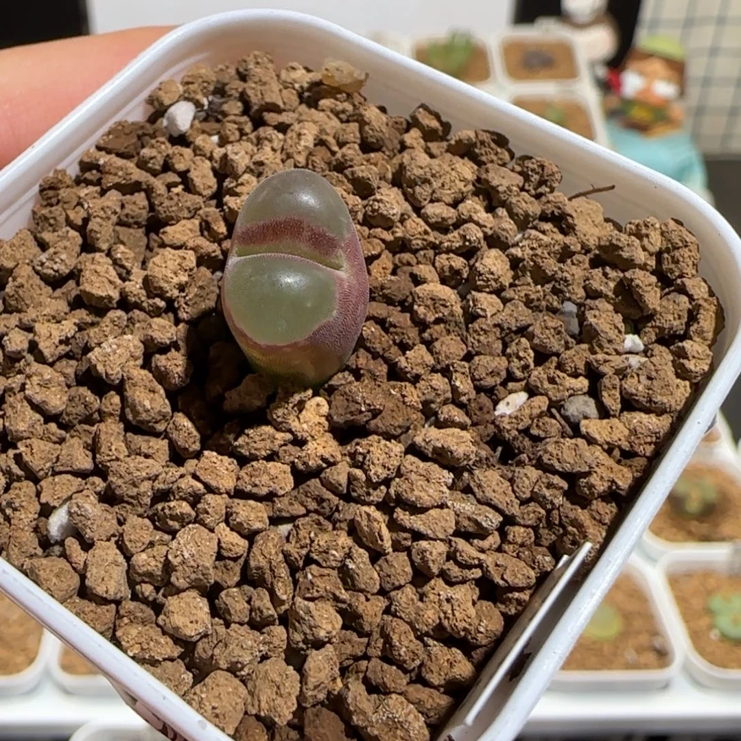 用***5肉锥多肉植物组合-807