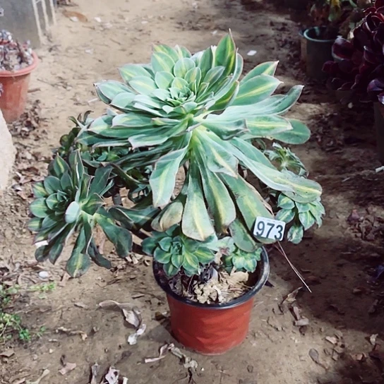 973黄中斑老桩法师