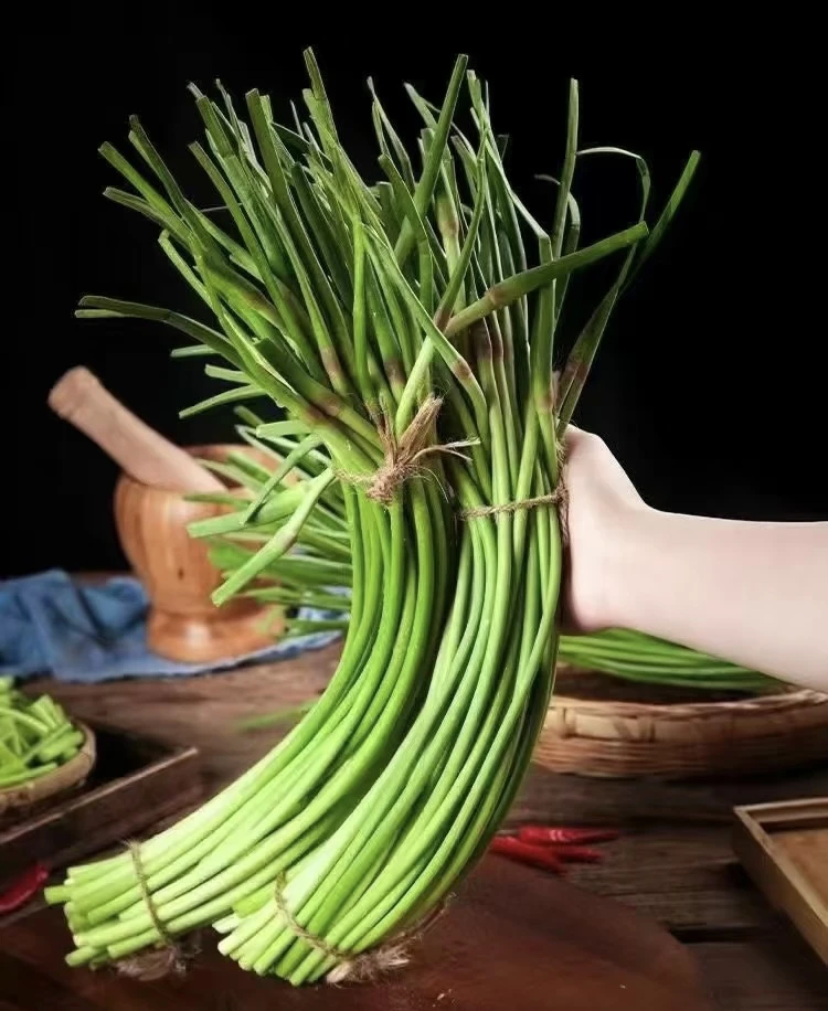 （混合装）2025年河南大蒜之乡头茬蒜苔，当天采摘新鲜红帽蒜薹