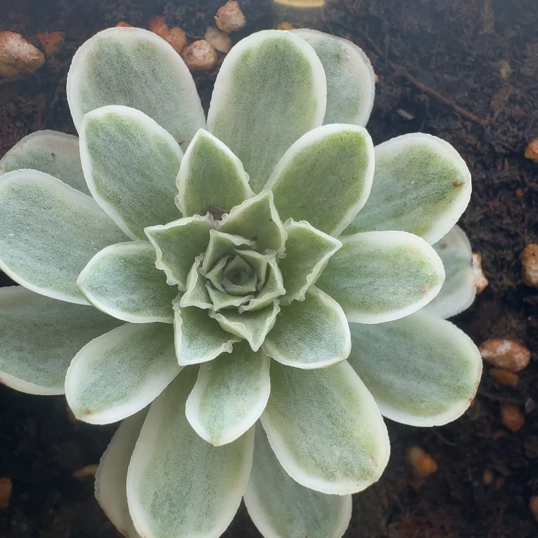 开播福利秋夕带侧芽蕾丝