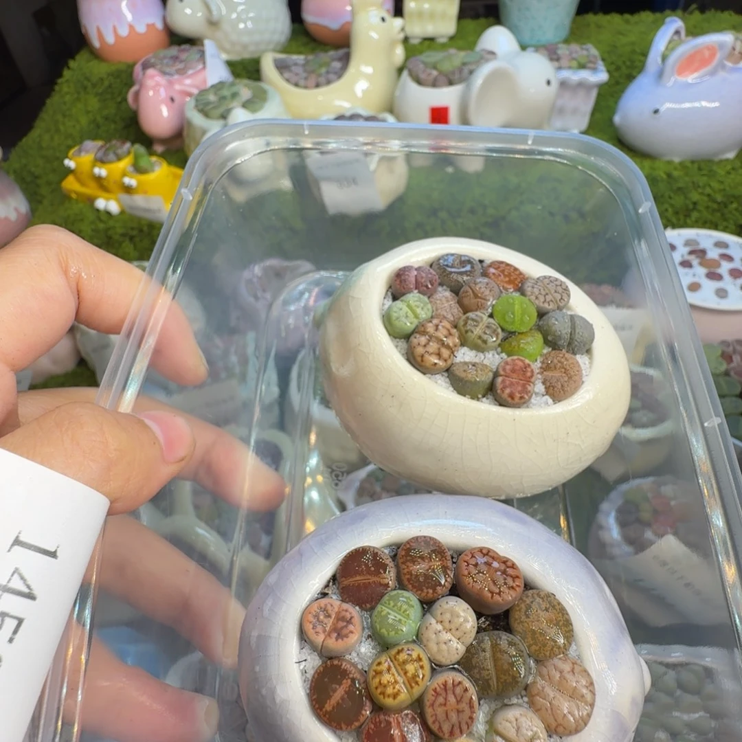 用***9多肉植物福利冲1679