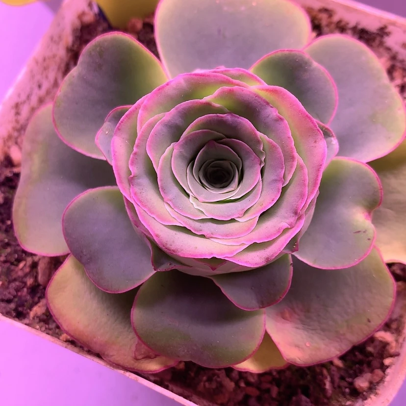 【闪购商品】夜*鱼红。大白452