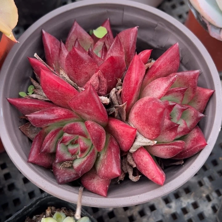 福利多肉植物多肉植物