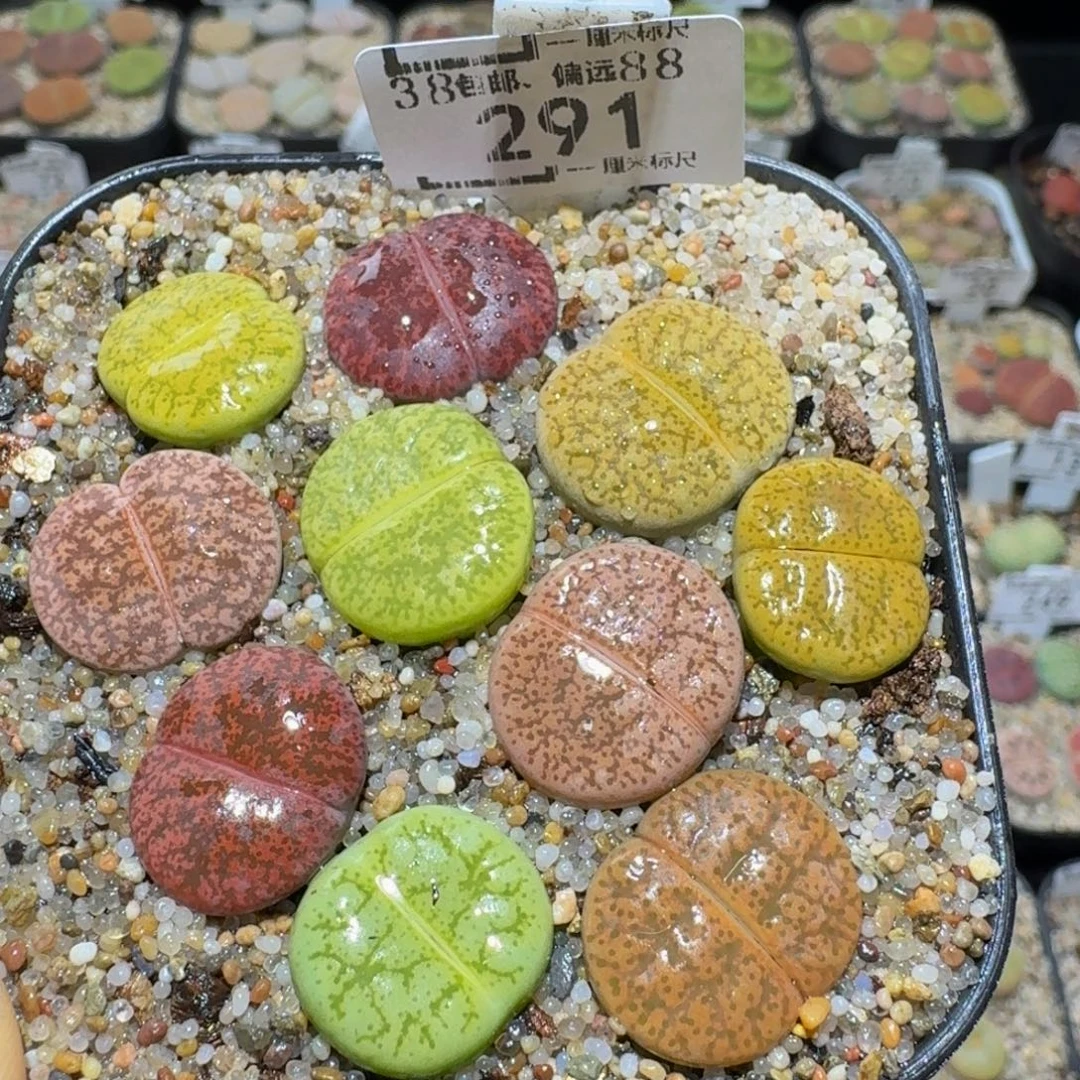 Ssss精品生石花291