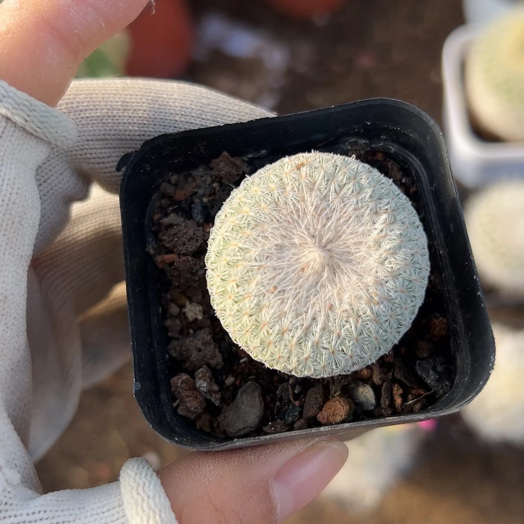 月世界父母植物中央音乐学院植物