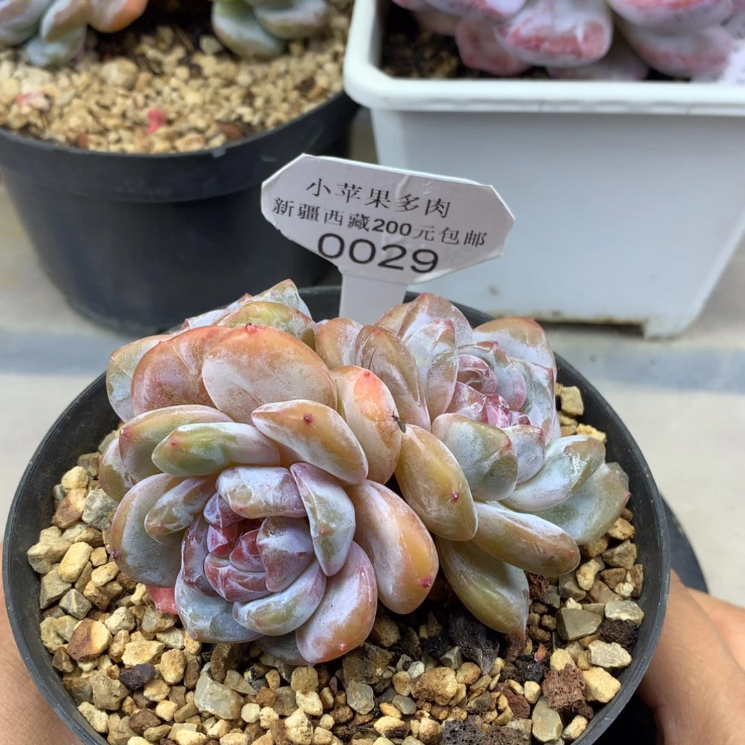 绿底紫心029/10cm3头