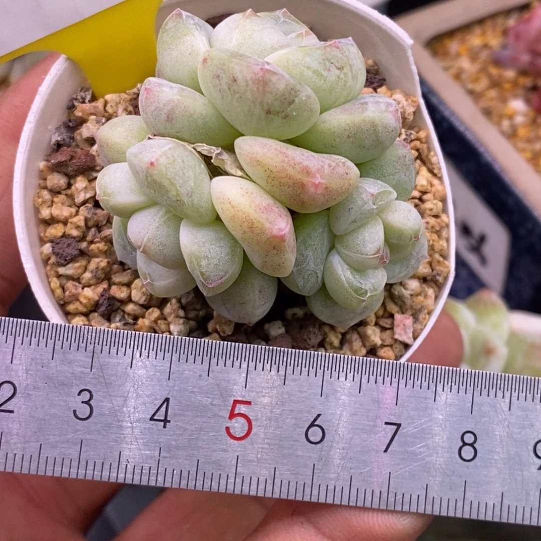 976小脸冰玉三头丸叶