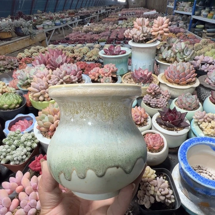 特价花盆 满50发货 内口8.5