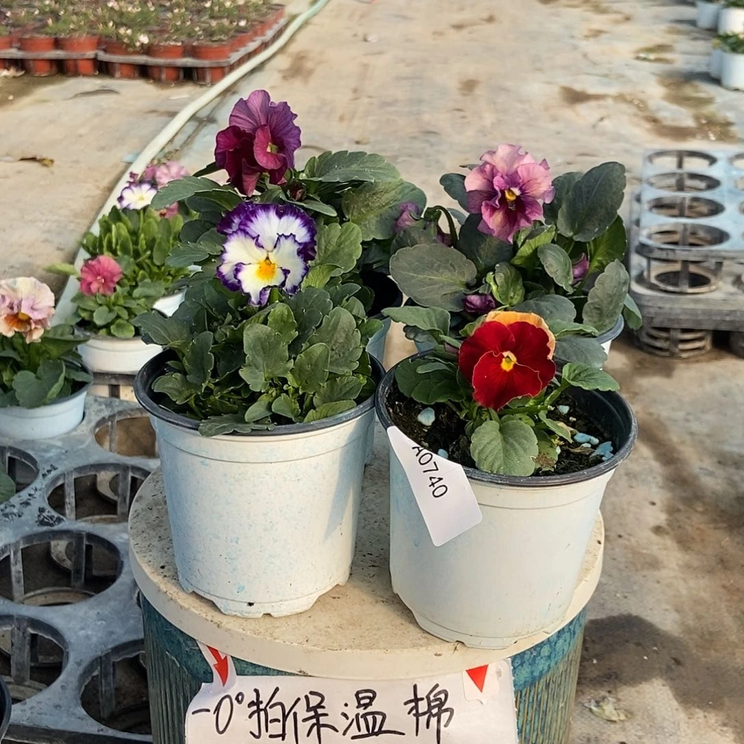 大部分花苞少量开放740