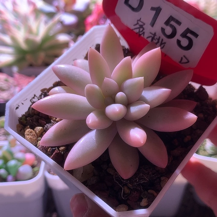 蜜桃啵啵覆轮锦有根