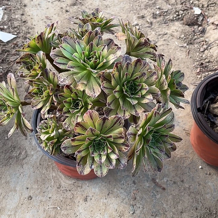 碧虎玫瑰玫瑰玫瑰玫