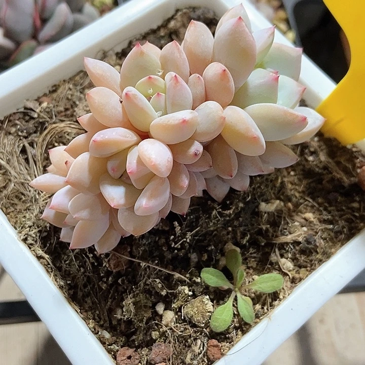 多肉植物朵朵907