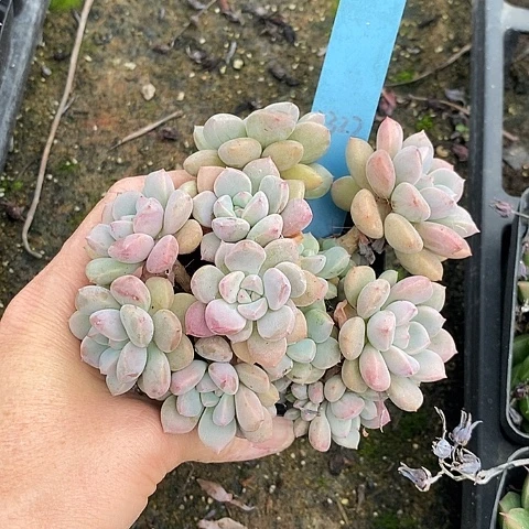 我**肉1322多肉植物老桩