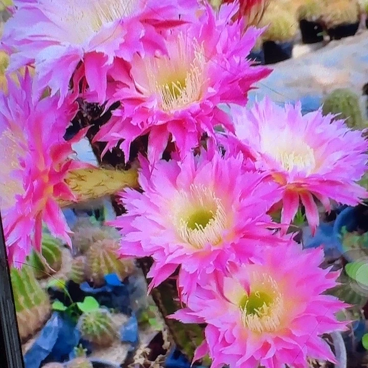 紫薇星侧芽5公分毛花柱