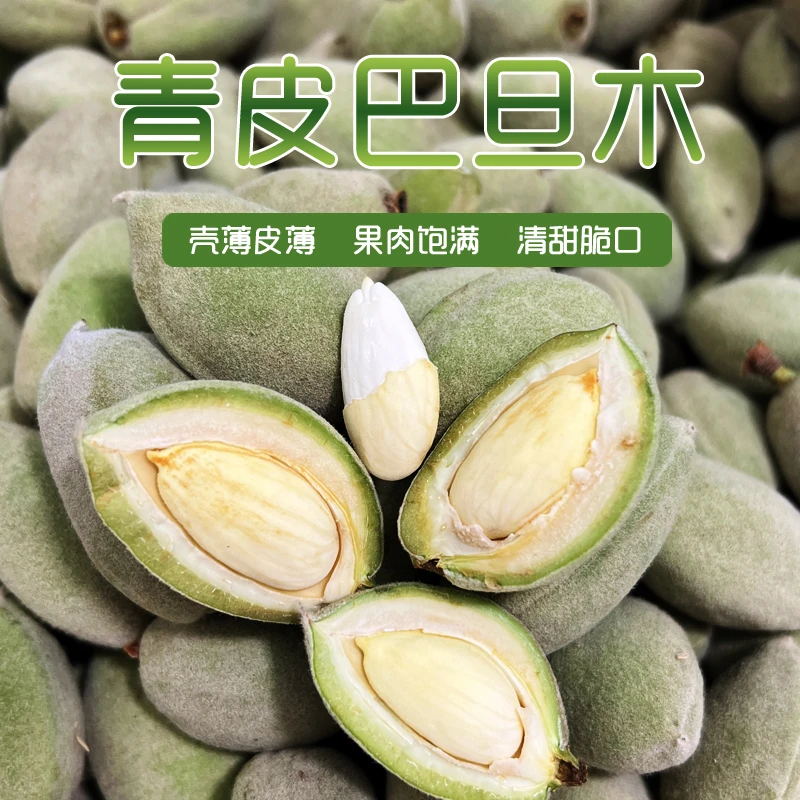 巴旦木新鲜带壳青皮巴旦木大杏仁原味生扁桃仁香甜脆嫩现摘包邮