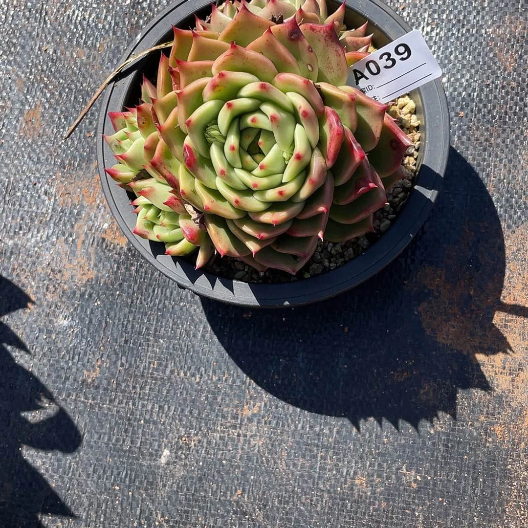 若如东云单拍A039