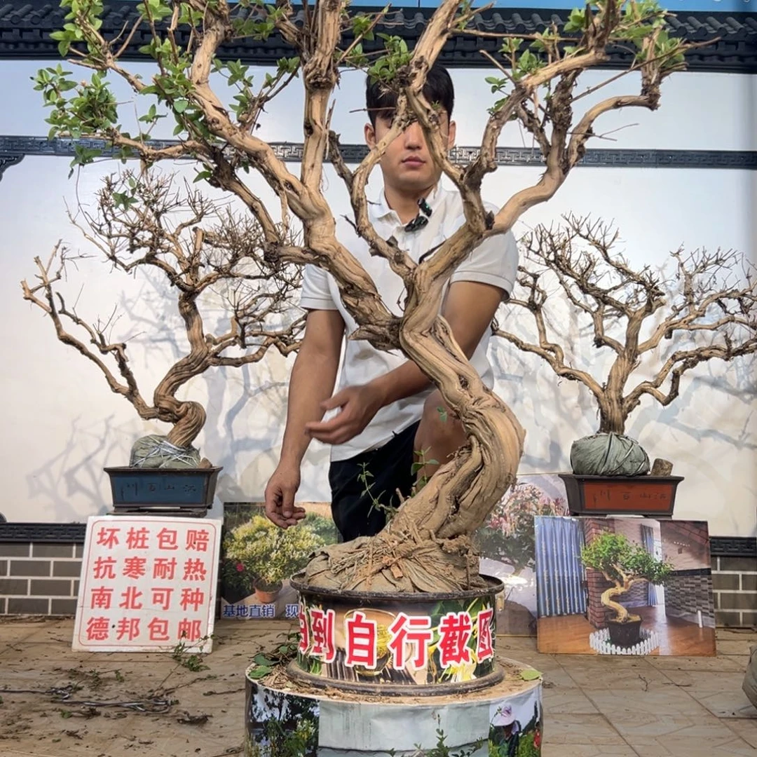 S***g无花朵金银开花28412699