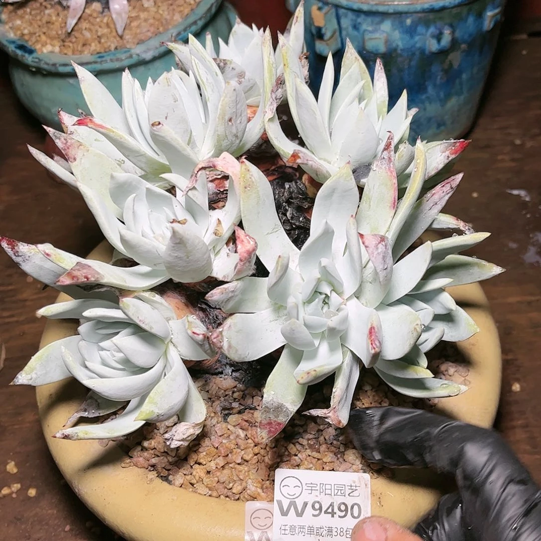 9490苹果雪山仙女杯多肉