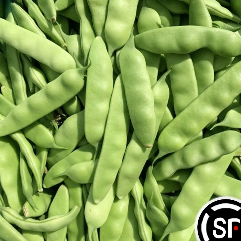 2025东北陆地九月青豆角现摘现发正宗农家蔬菜整箱5斤m