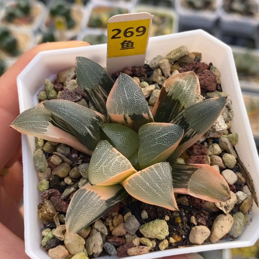 269克十二卷多肉植物