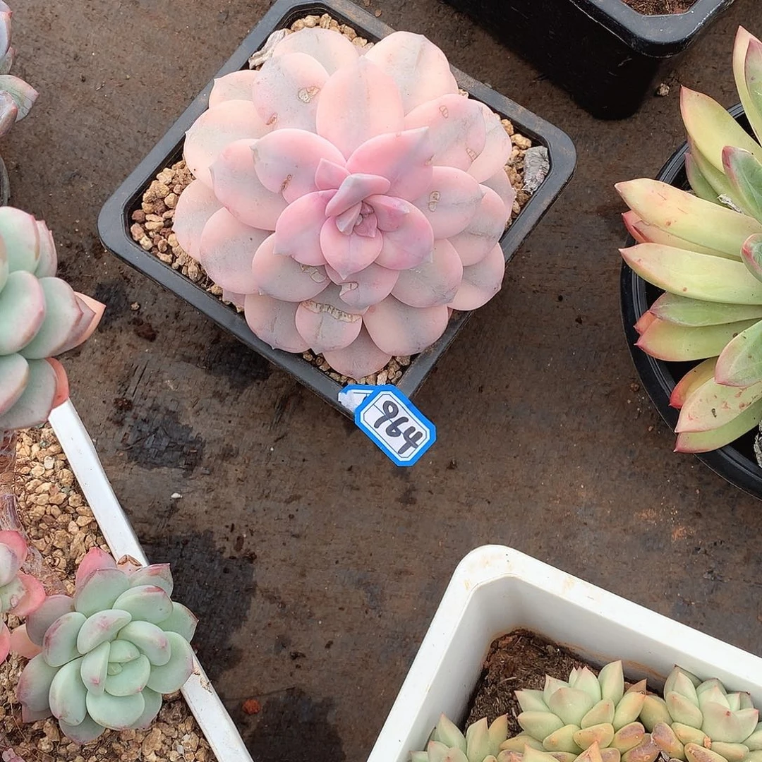 964风车锦 一物一拍多肉