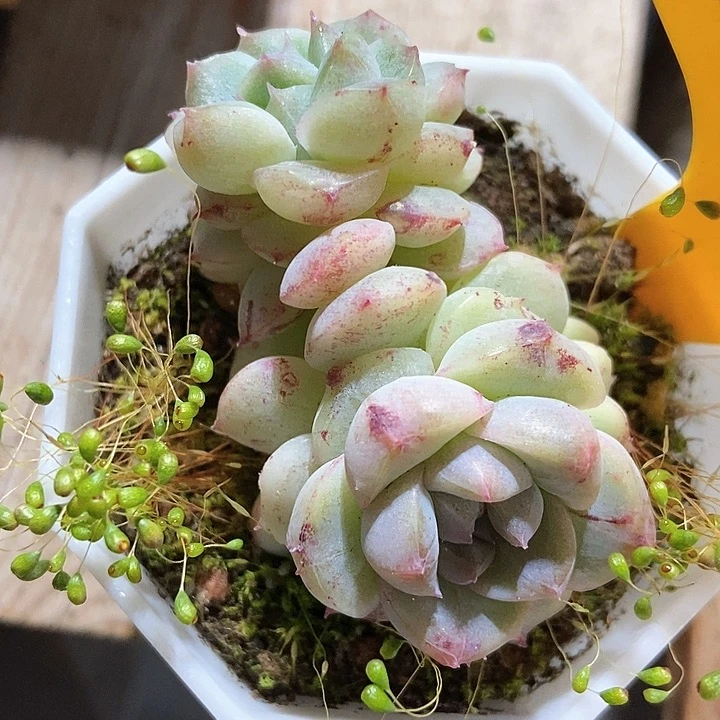 多肉植物2100多肉