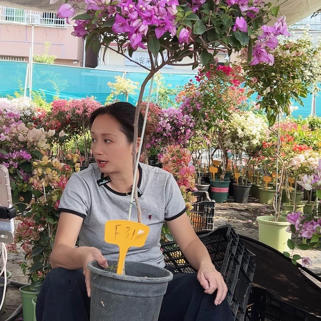 萝***糖大部分花苞少量开放F31雪紫