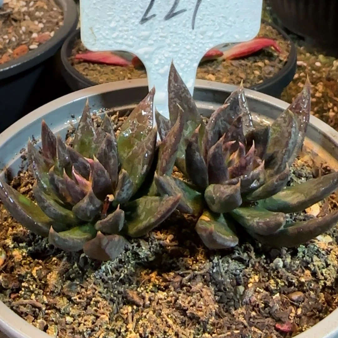 黑骑士惊鸿一物一拍包装收缩花旱221